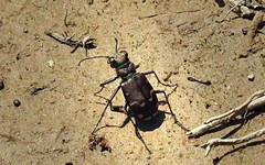 Cicindela limbalis