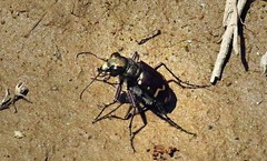 Cicindela limbalis