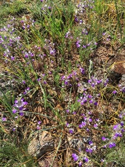 Collinsia linearis