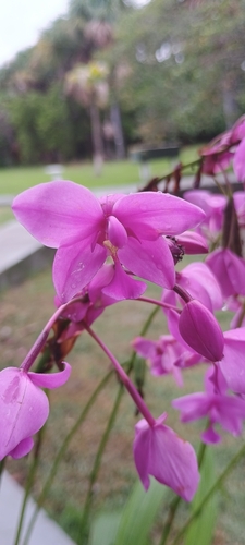 Foto de Orquídea-bambu
