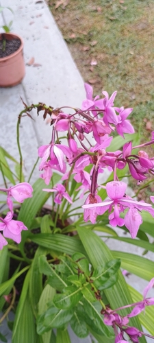 Foto de Orquídea-bambu
