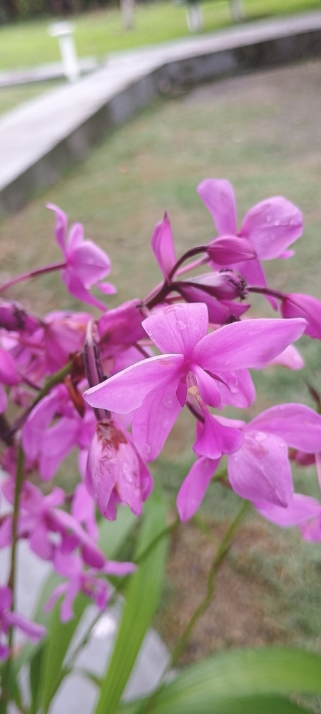 Foto de Orquídea-bambu