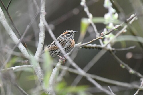 Rufous-breasted Accentor (Prunella strophiata), photo 8