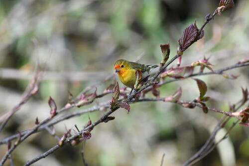 Fire-capped Tit (Cephalopyrus flammiceps), photo 1