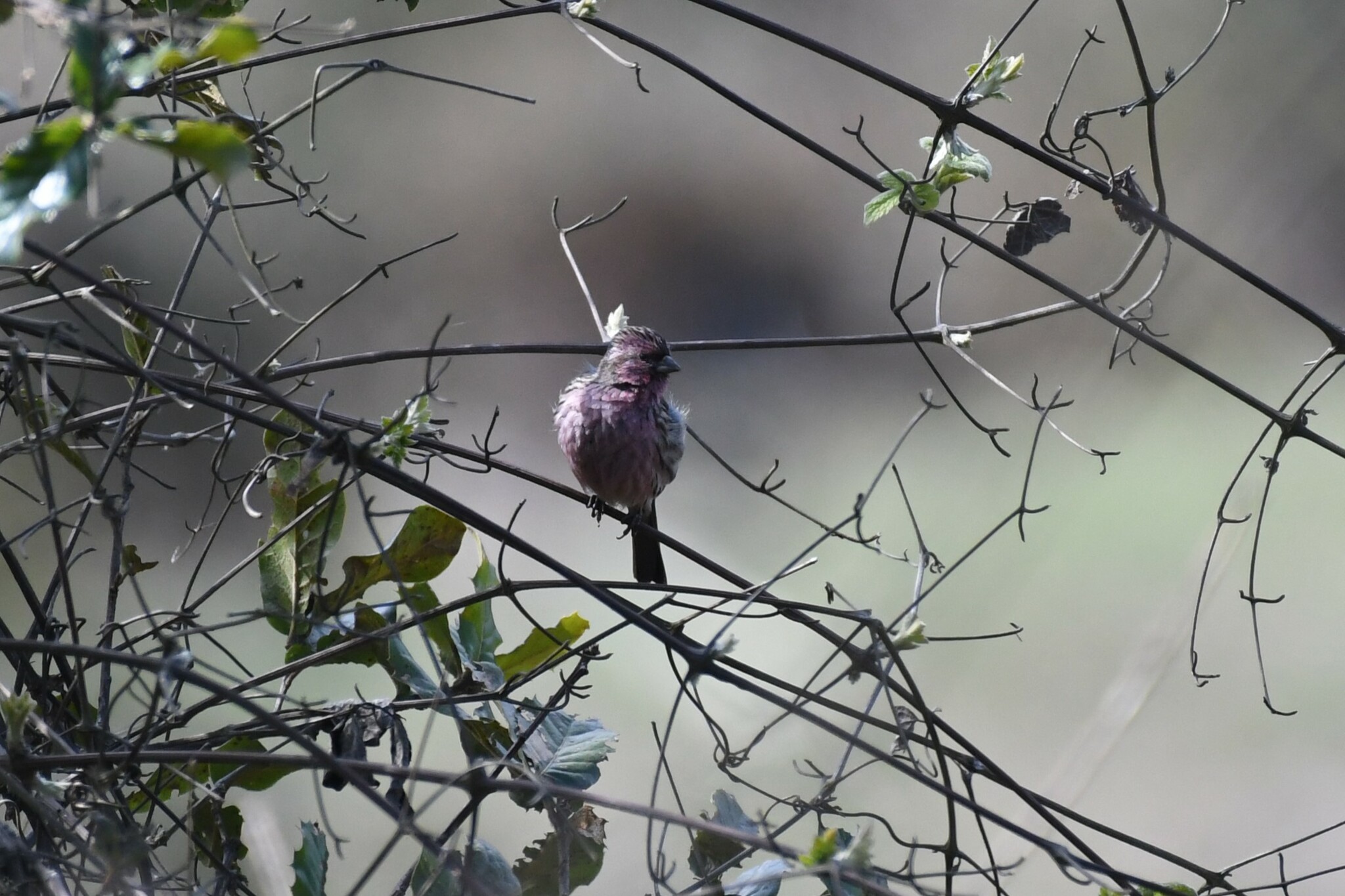 Himalayan Beautiful Rosefinch (Carpodacus pulcherrimus), photo 9