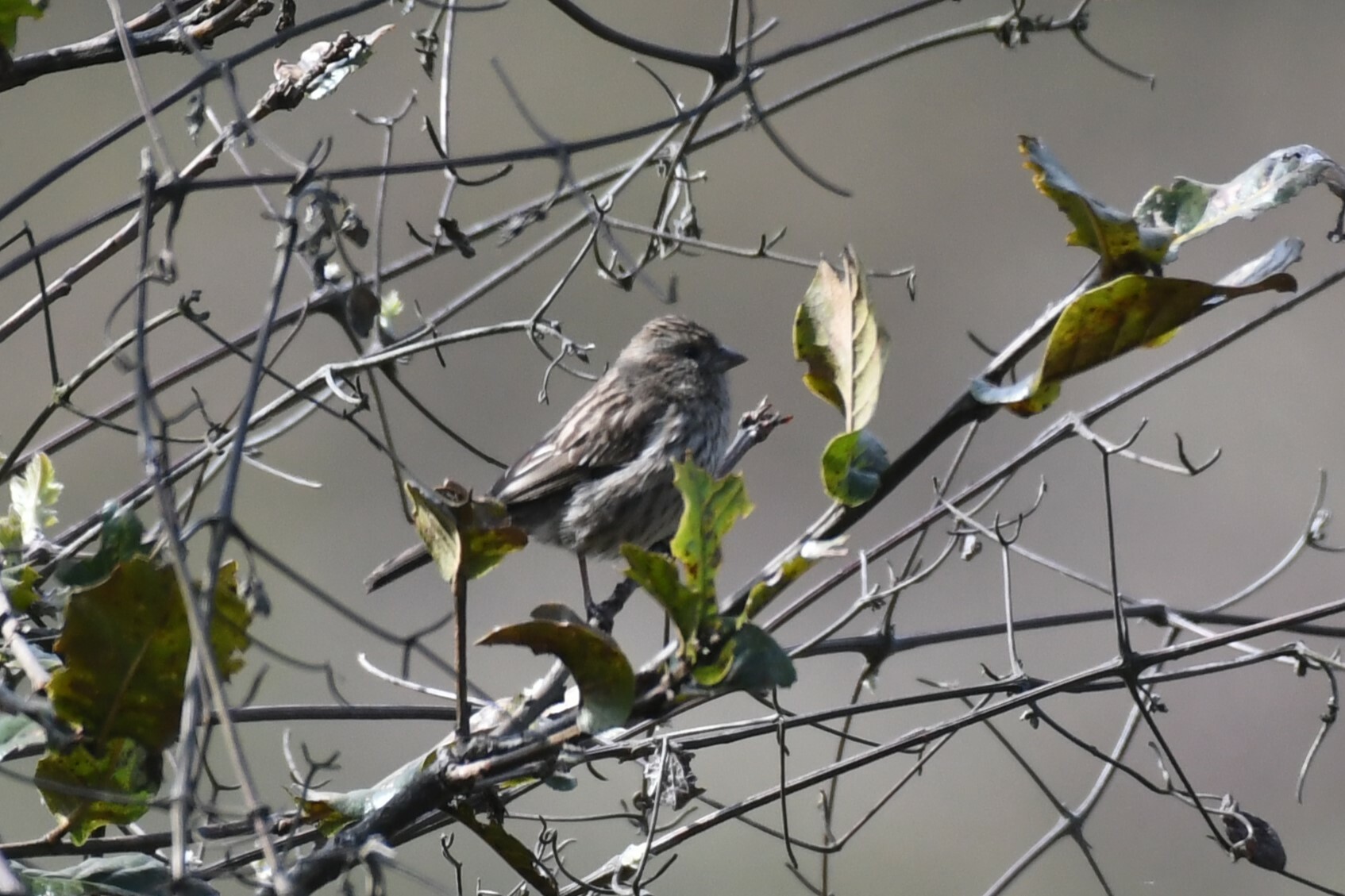 Himalayan Beautiful Rosefinch (Carpodacus pulcherrimus), photo 8