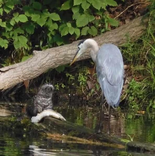 Great Blue Heron photographed in Michigan