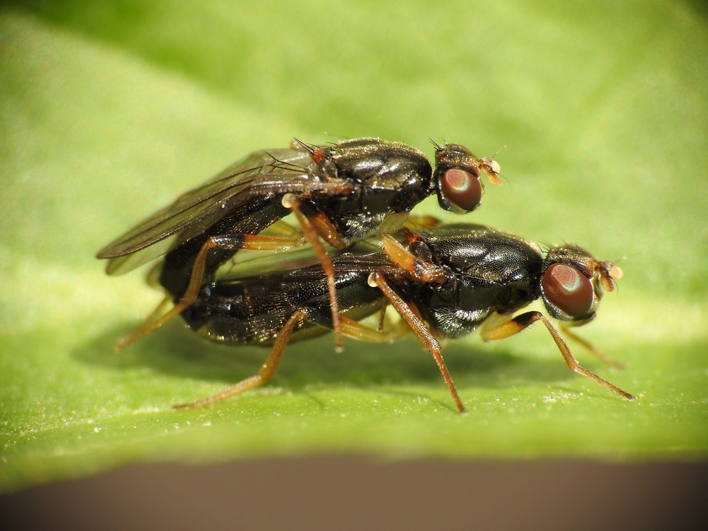 Chyliza annulipes