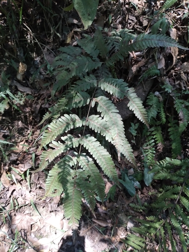 Pteris quadriaurita observed 2024-05-06