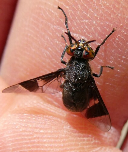 Charcoal Deer Fly photo 2