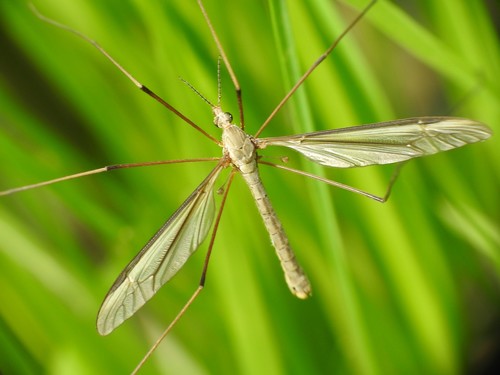 Tipula nuotrauka