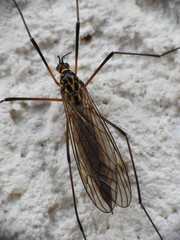 Nephrotoma appendiculata
