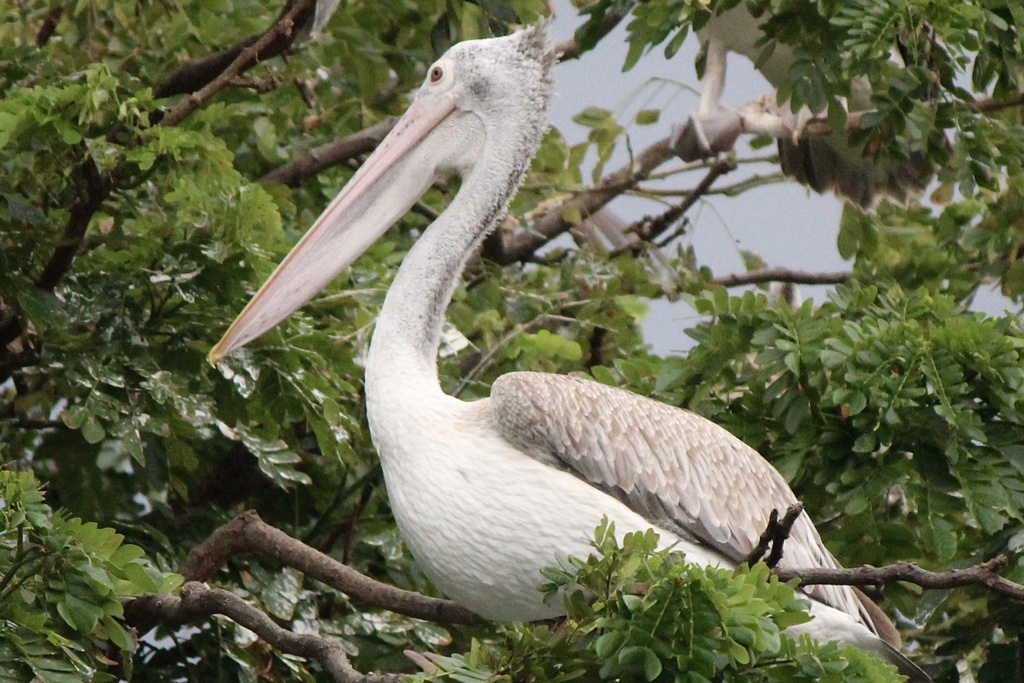 사다새 in 5월 2024 by Cyrus Li · iNaturalist 사다새 (Pelecanus philippensis)