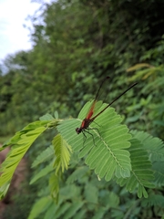 Hetaerina rosea
