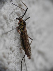 Nephrotoma appendiculata