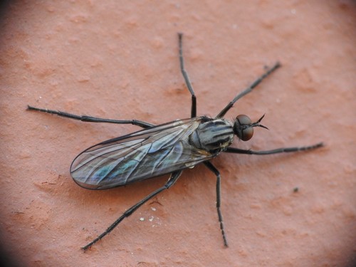 Rhamphomyia crassirostris · NaturaLista Colombia