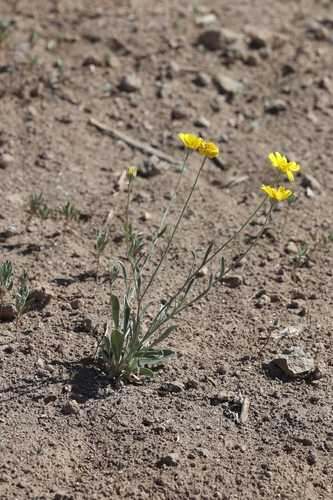 Image of Tetraneuris argentea by no rights reserved