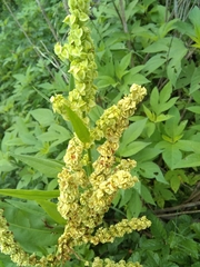 Rumex altissimus