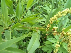 Rumex altissimus