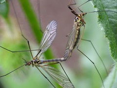 Nephrotoma appendiculata