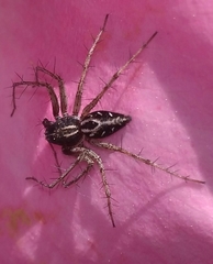 Oxyopes heterophthalmus