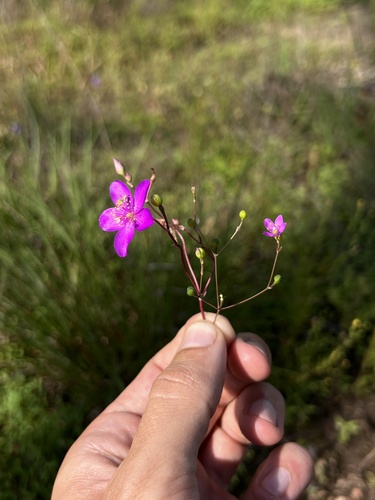 Phemeranthus calycinus, photograph 5