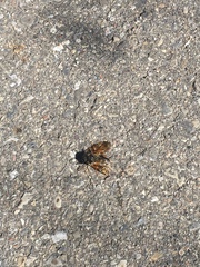 Cimbicidae