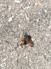 Cimbicidae