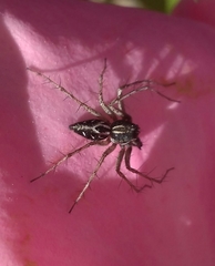 Oxyopes heterophthalmus