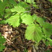 Corylus heterophylla - Photo (c) Repina Tatyana, algunos derechos reservados (CC BY), uploaded by Repina Tatyana