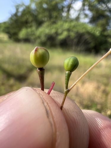 Phemeranthus calycinus, photograph 6