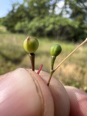 Phemeranthus calycinus, photograph (c) Nathan Aaron, some rights reserved (CC BY)