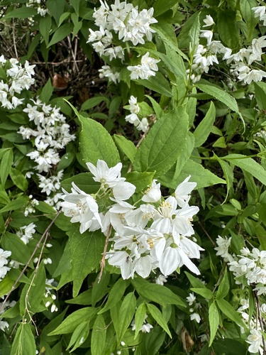 Deutzia gracilis iNat (2)