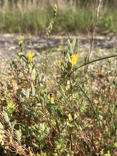 Mealy Fumewort (Corydalis crystallina)