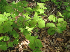 Corylus heterophylla