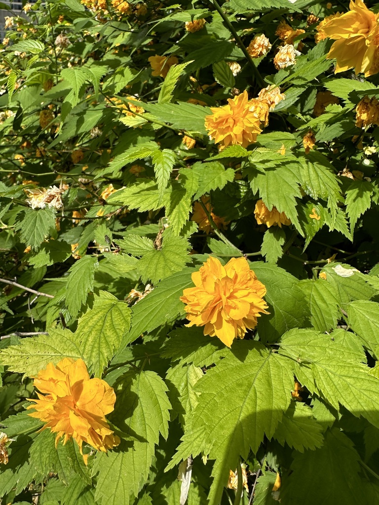 Kerria japonica, Queen St W, Toronto, ON, CA