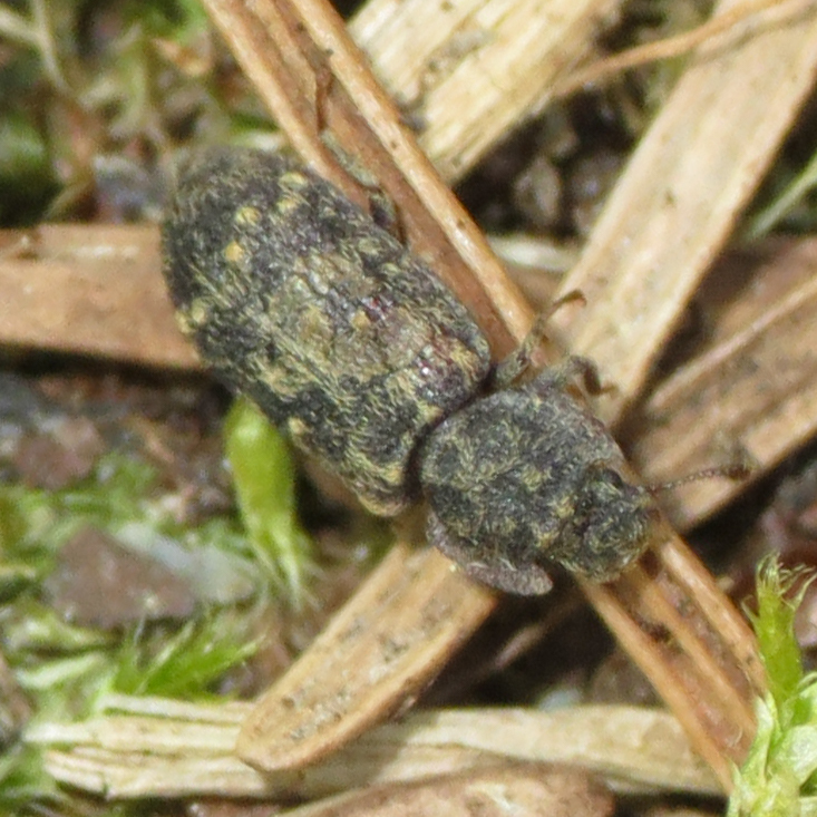 Namunaria pacifica
