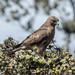 Hawaiian Hawk - Photo (c) mnwild, some rights reserved (CC BY-NC), uploaded by mnwild