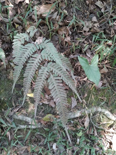 Foto de Samambaia-de-metro