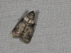 Sciota subfuscella