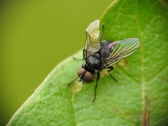 Microsoma exiguum