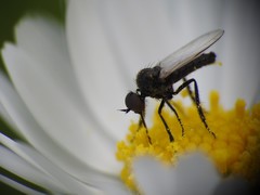 Empis chioptera
