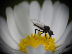 Empis chioptera
