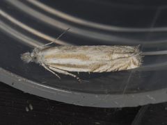 Eucosma pallidarcis