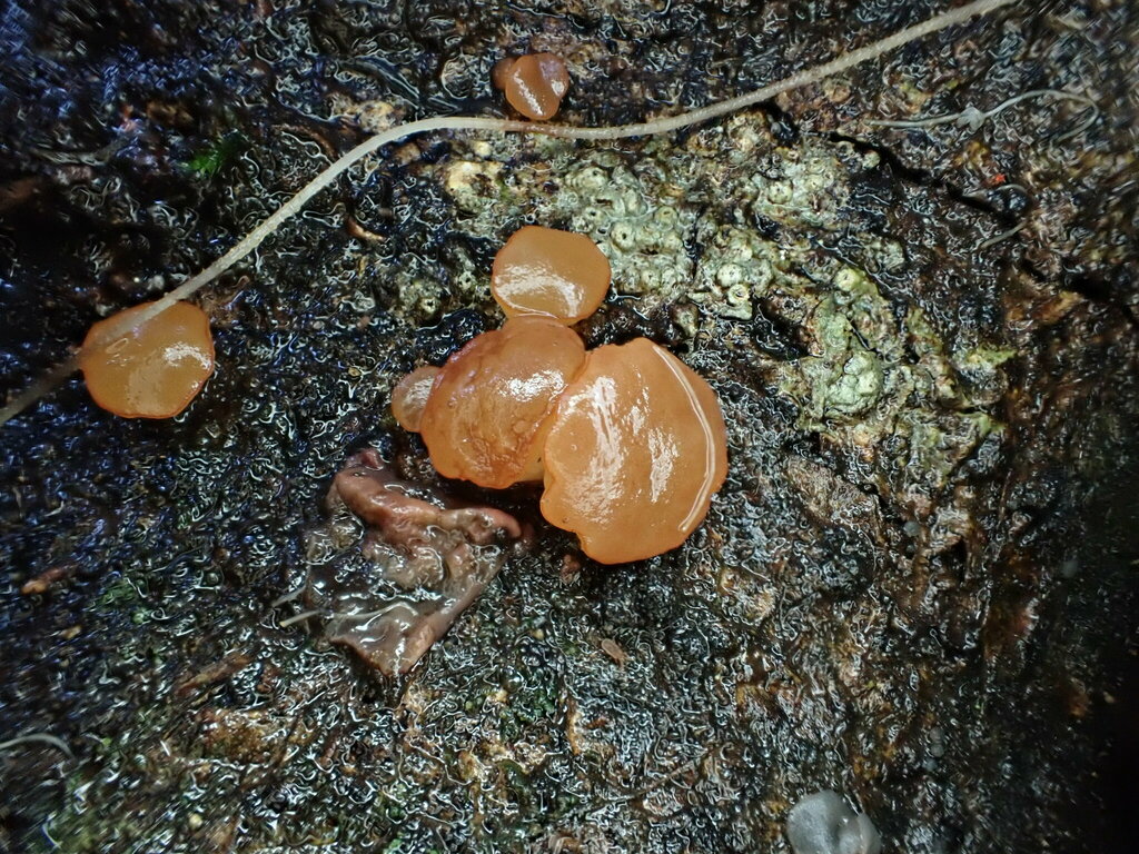 Ascocoryne inflata from Ada Tree Walk, Ada VIC 3833, Australia on May ...