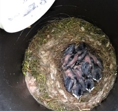 Poecile carolinensis