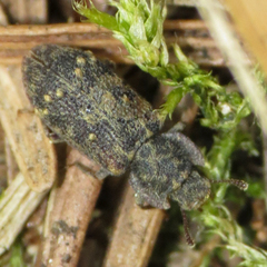 Namunaria pacifica