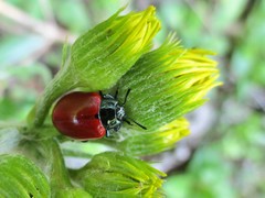 Chrysomela populi