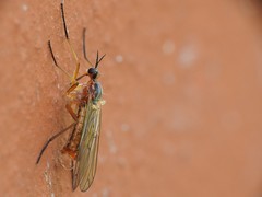 Empis trigramma
