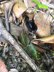 Carabina